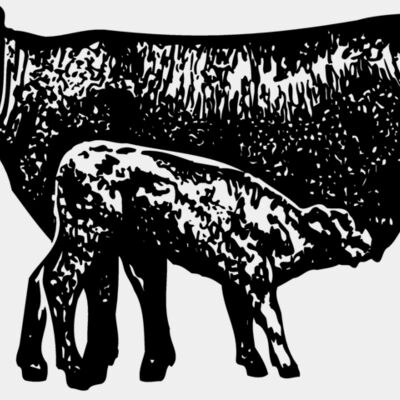 COW029 Thumbnail