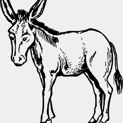 BURRO001 Thumbnail