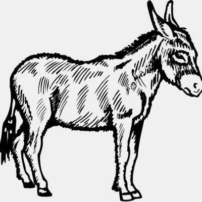 BURRO006 Thumbnail