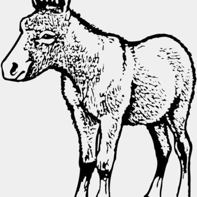 BURRO009 Thumbnail