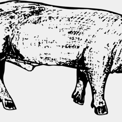 HOG0004 Thumbnail