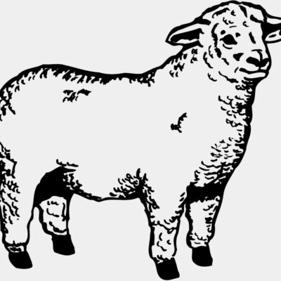 SHEEP003 Thumbnail