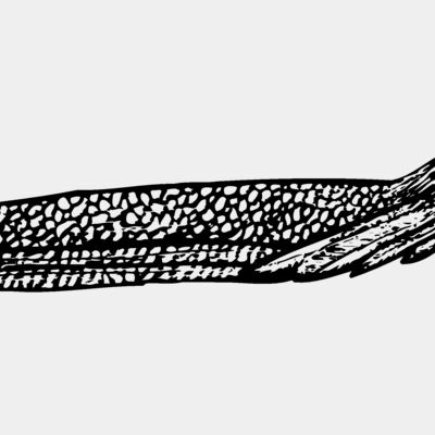 BIRD062 Thumbnail