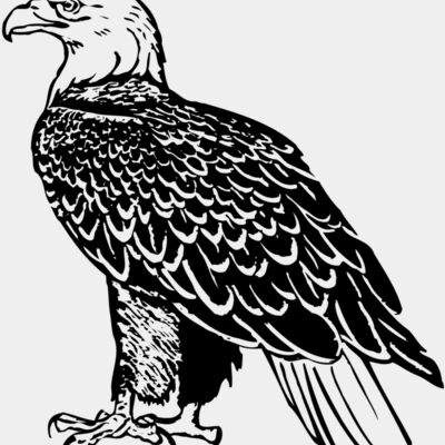 EAGLE017 Thumbnail