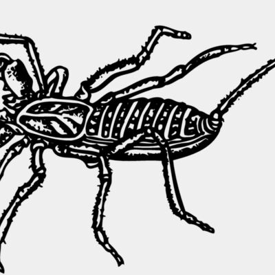SCORP02 Thumbnail