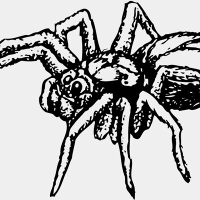 SPIDER04 Thumbnail