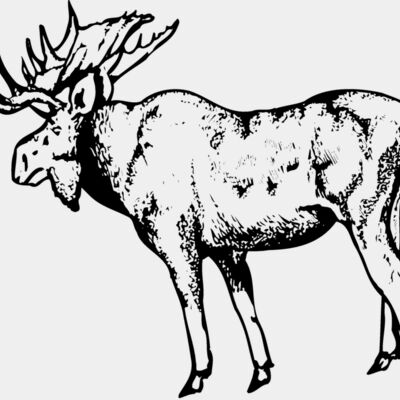 MOOSE002 Thumbnail