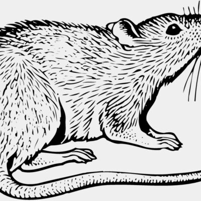 MOUSE003 Thumbnail