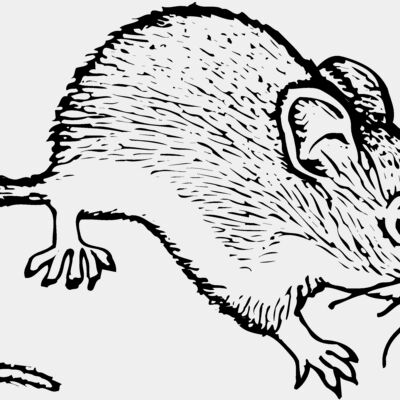 MOUSE005 Thumbnail