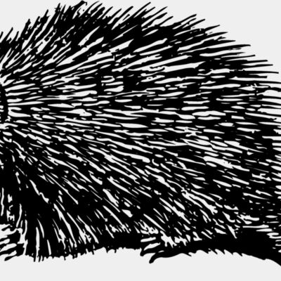 PORC001 Thumbnail