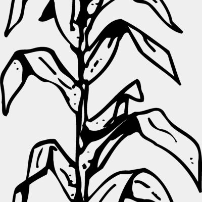 GRAIN006 Thumbnail