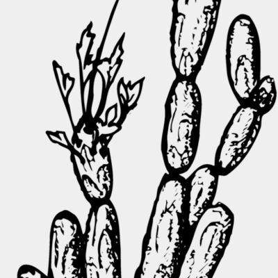 CACTUS08 Thumbnail