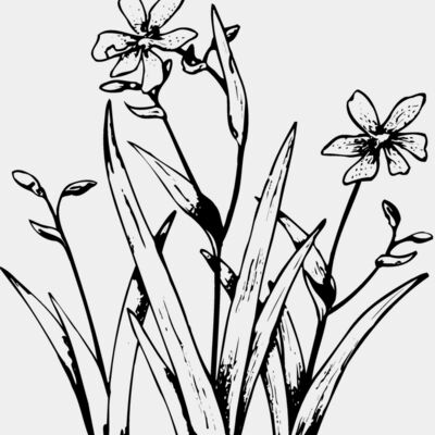 FLOWER19 Thumbnail
