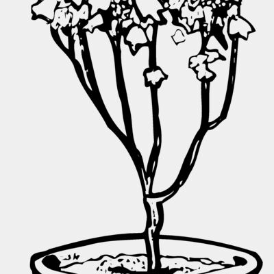 PLANT04 Thumbnail
