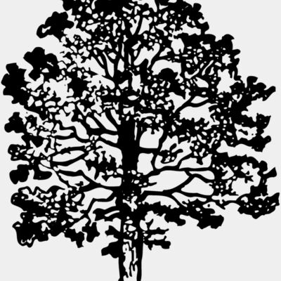 TREE0016 Thumbnail