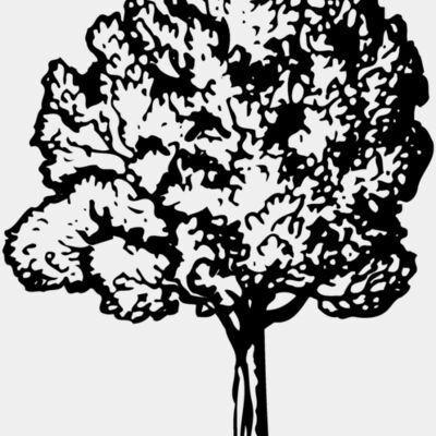TREE0017 Thumbnail